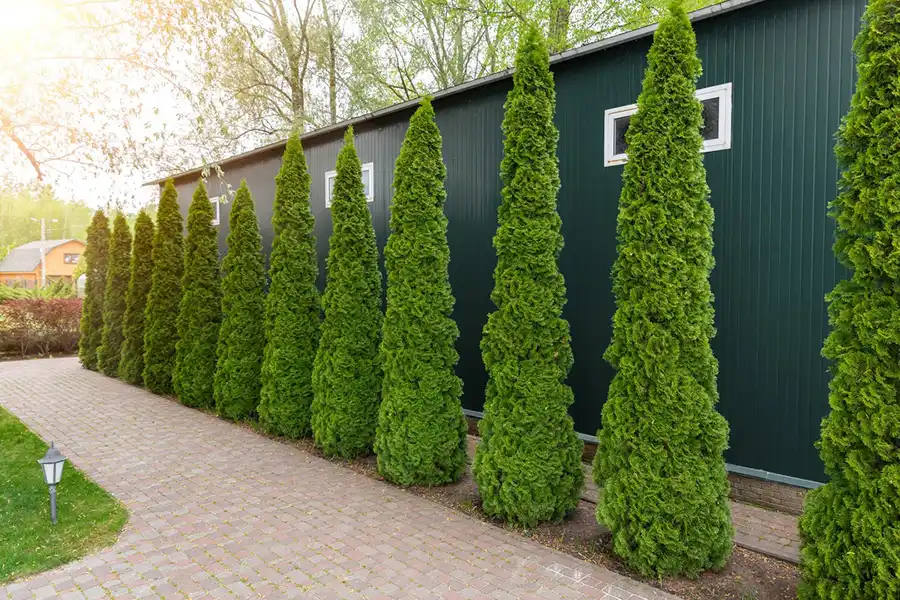 Reliable Landscaping Company in Hyattsville, MD Reliable Landscaping Company in Hyattsville, MD