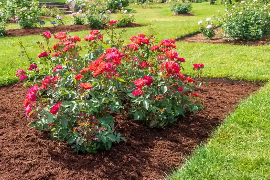 Choosing The Right Mulch For Your Landscape Design in Hyattsville, MD Choosing The Right Mulch For Your Landscape Design in Hyattsville, MD
