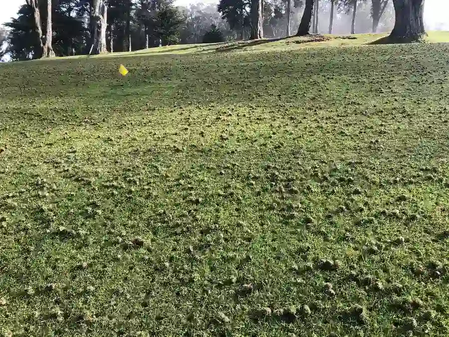How Lawn Aeration Enhances Turf Resilience And Longevity in Hyattsville, MD How Lawn Aeration Enhances Turf Resilience And Longevity in Hyattsville, MD
